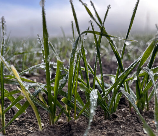 Noviembre fue térmicamente normal, pero más húmedo para ese mes en el centro y norte de Palencia
