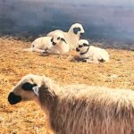 La cotización del lechazo amortigua su habitual caída tras la Navidad mejor que en la campaña anterior