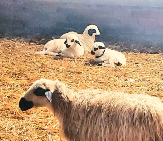 La cotización del lechazo amortigua su habitual caída tras la Navidad mejor que en la campaña anterior