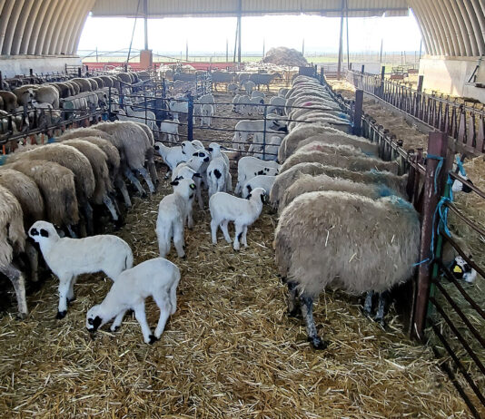 El lechazo acusa su habitual bajada tras la Navidad, pero se paga un euro por kilo más que hace un año