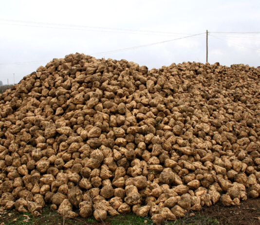 La industria azucarera critica el trato desigual a los remolacheros de la UE por la importación de producto