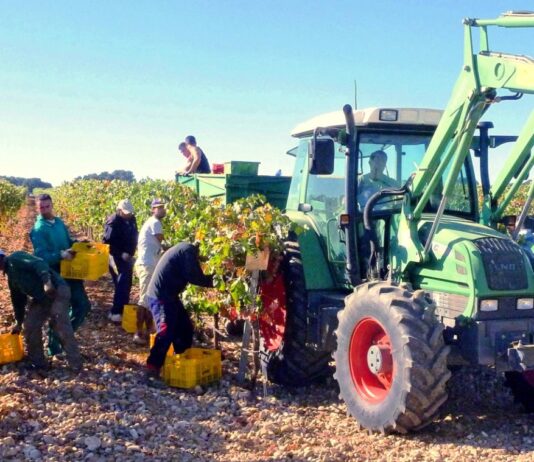 El sector agrario no puede soportar más subidas del SMI sin una rebaja de costes laborales compensatoria