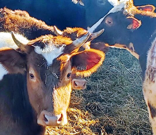 La escasez de oferta sigue tirando al alza la cotización del bovino de carne en la Lonja de Salamanca