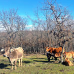 El bovino de carne persiste en la tónica alcista tras las fiestas de Navidad