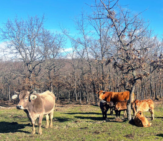 El bovino de carne persiste en la tónica alcista tras las fiestas de Navidad