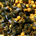 Los cambios en la normativa de calidad de la miel no serán exigibles hasta el 14 de junio de 2026