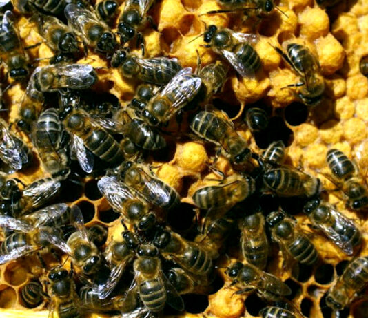 Los cambios en la normativa de calidad de la miel no serán exigibles hasta el 14 de junio de 2026