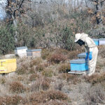 El Centro Viñalta imparte del 13 de marzo al 10 de junio un completo curso de apicultura (62 horas)
