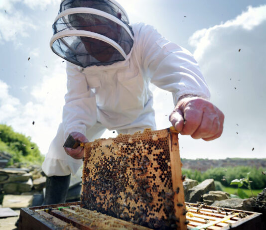 España incorpora la normativa europea para una mejor información sobre el origen de la miel