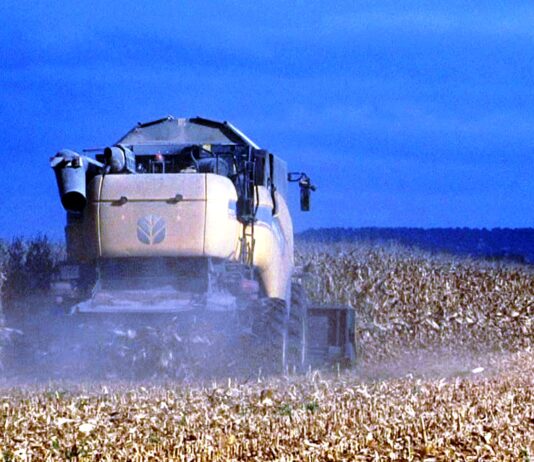 La patata sigue su tendencia alcista en la Lonja de León, donde deja de cotizar el maíz para secadero