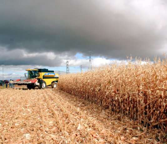 El trimestre de abril a junio sigue funcionando en 2025 para establecer el cultivo principal