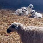 Baja la cotización del ovino de carne, pero se mantiene a 0,70 € por kilo más que hace un año