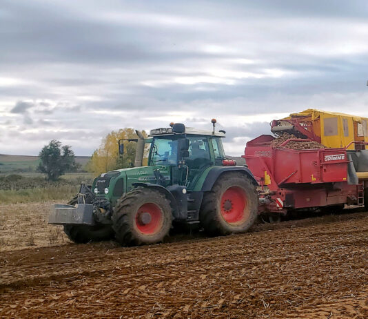 La estabilidad en los cereales se contagia también a la patata, que repite precios en la Lonja de León