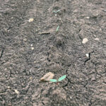 ASAJA aconseja contratar el seguro de remolacha en el momento de sembrar para cubrir la no nascencia