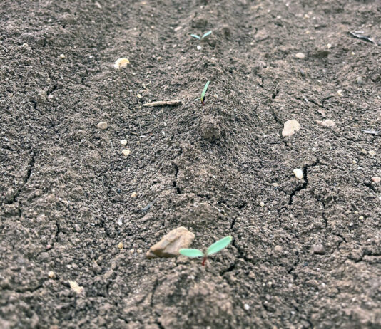 ASAJA aconseja contratar el seguro de remolacha en el momento de sembrar para cubrir la no nascencia