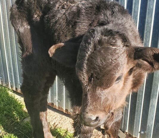 El FEGA comunica el importe provisional de las ayudas asociadas de 2024 para el vacuno de cebo