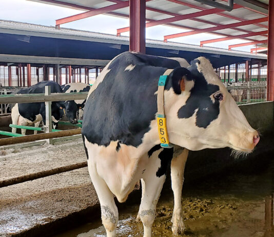 El FEGA publica importes provisionales para pagar anticipos de las ayudas asociadas a la ganadería 2025