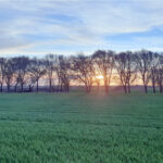 El trigo y la cebada bajan en la Lonja de León, en medio del tsunami informativo sobre los aranceles