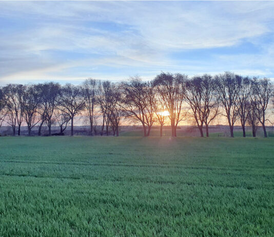 El trigo y la cebada bajan en la Lonja de León, en medio del tsunami informativo sobre los aranceles