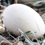 16 de abril, fecha límite para solicitar las ayudas de la Junta a la avicultura para las vacunas de salmonela