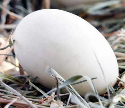 16 de abril, fecha límite para solicitar las ayudas de la Junta a la avicultura para las vacunas de salmonela