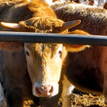 La cotización del bovino de carne en la Lonja de Salamanca da síntomas de haber tocado techo