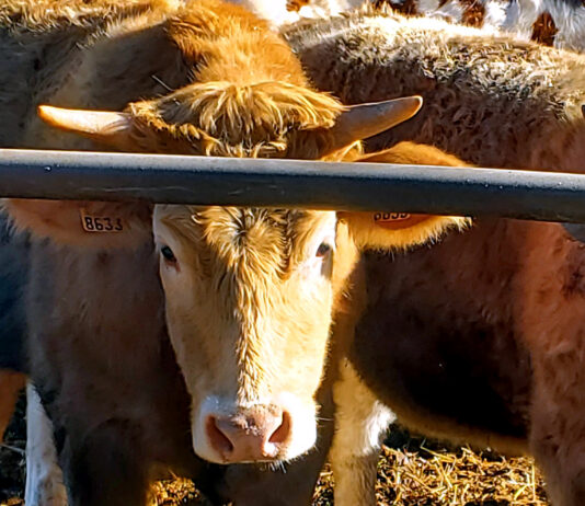 La cotización del bovino de carne en la Lonja de Salamanca da síntomas de haber tocado techo