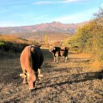 Llega la estabilidad al bovino de carne en la Lonja de Salamanca, tanto para vida como para sacrificio