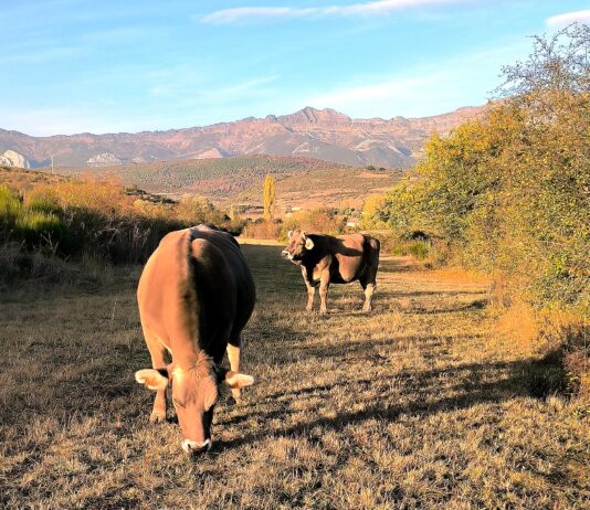 Llega la estabilidad al bovino de carne en la Lonja de Salamanca, tanto para vida como para sacrificio
