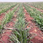 Estabilidad generalizada en la Lonja de León, salvo para la cebada, que pierde un euro por tonelada