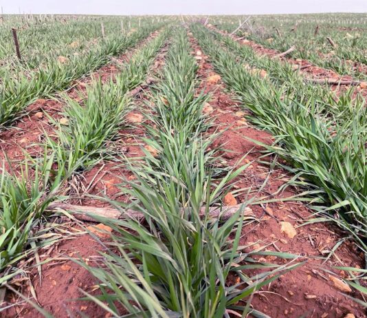 Estabilidad generalizada en la Lonja de León, salvo para la cebada, que pierde un euro por tonelada