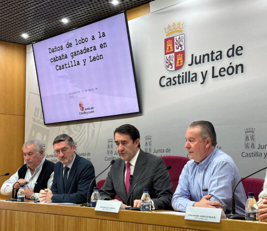 ASAJA denuncia el insoportable aumento de ataques del lobo al ganado, el doble que hace tres años