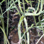 Gorgojo-colza-deformidades-tallo-c-ITACyL-web