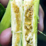 El observatorio de plagas de la Junta advierte del riesgo de gorgojo del tallo en el cultivo de colza