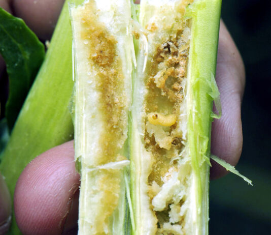 El observatorio de plagas de la Junta advierte del riesgo de gorgojo del tallo en el cultivo de colza