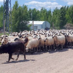 La cotización de los lechazos registra una ligera bajada en la Mesa de Castilla y León