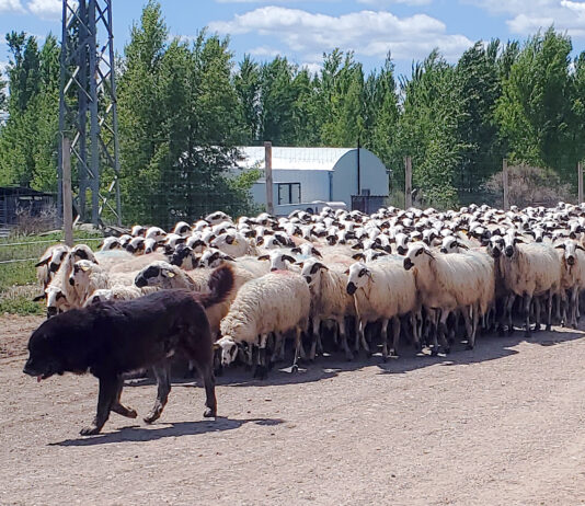 La cotización de los lechazos registra una ligera bajada en la Mesa de Castilla y León