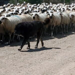 14 de abril, fecha tope para solicitar la ayuda de la Diputación al ganadero para los gastos de mastines