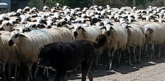 Hasta el 3 de marzo se puede solicitar la ayuda al ganadero para los gastos de mastines