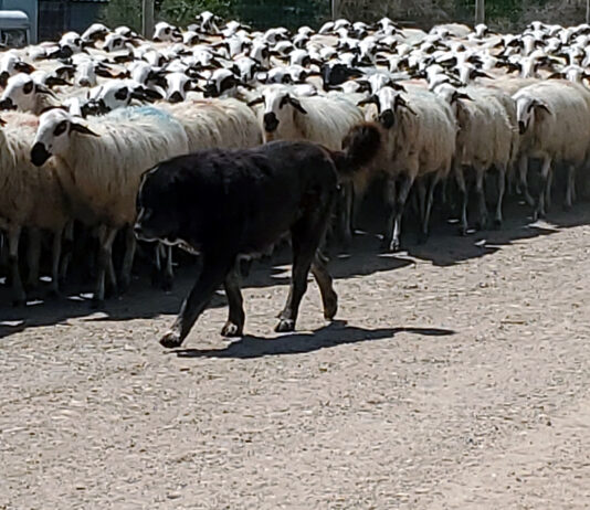 14 de abril, fecha tope para solicitar la ayuda de la Diputación al ganadero para los gastos de mastines