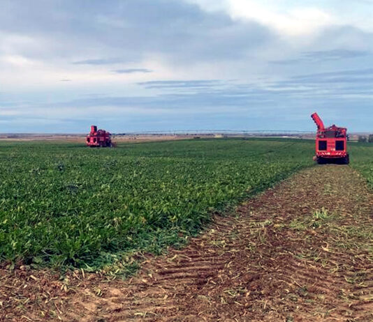 ASAJA pedirá a la Junta que vigile que los contratos de remolacha cumplen la Ley de Cadena Alimentaria