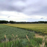 Los cereales siguen a la baja en la Lonja de León, debilitados por la guerra de aranceles
