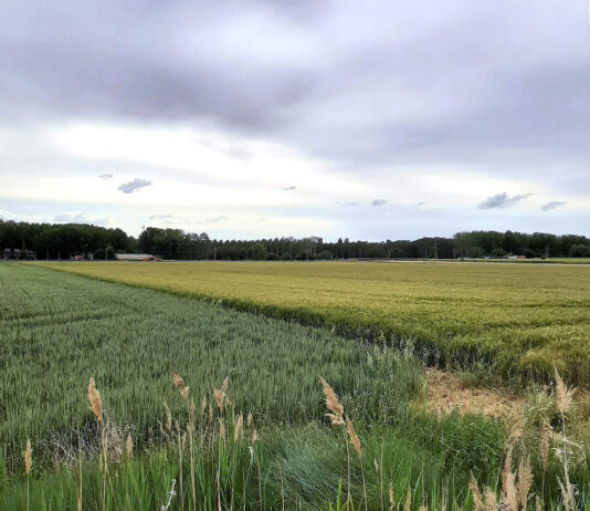 Los cereales siguen a la baja en la Lonja de León, debilitados por la guerra de aranceles