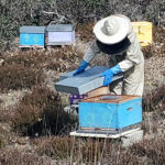 La Junta convoca nueva incorporación a las ayudas agroambientales de agricultura ecológica y apicultura