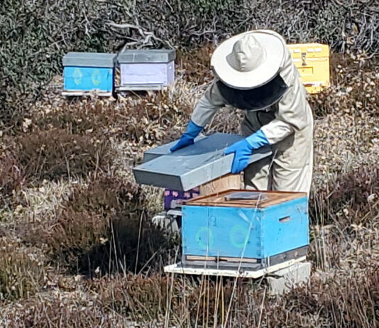 La Junta convoca nueva incorporación a las ayudas agroambientales de agricultura ecológica y apicultura