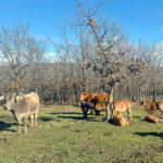 La bajada del añojo en la Lonja de Salamanca llega también esta semana a las reses de menos peso