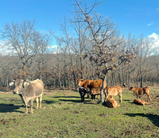 La bajada del añojo en la Lonja de Salamanca llega también esta semana a las reses de menos peso