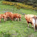 La lonja salmantina anota en los añojos de más peso la primera bajada desde agosto en el bovino de carne