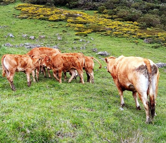 La lonja salmantina anota en los añojos de más peso la primera bajada desde agosto en el bovino de carne