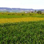 Mínima bajada del trigo y la cebada en la Lonja de León con la mirada puesta en las medidas de Trump